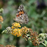 Liliac de Vara Sungold (Buddleja), arbust decorativ cu flori aurii-galben foarte parfumate abundente, crestere rapida, iubitor de soare