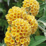Liliac de Vara Sungold (Buddleja), arbust decorativ cu flori aurii-galben foarte parfumate abundente, crestere rapida, iubitor de soare