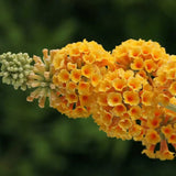Liliac de Vara Sungold (Buddleja), arbust decorativ cu flori aurii-galben foarte parfumate abundente, crestere rapida, iubitor de soare