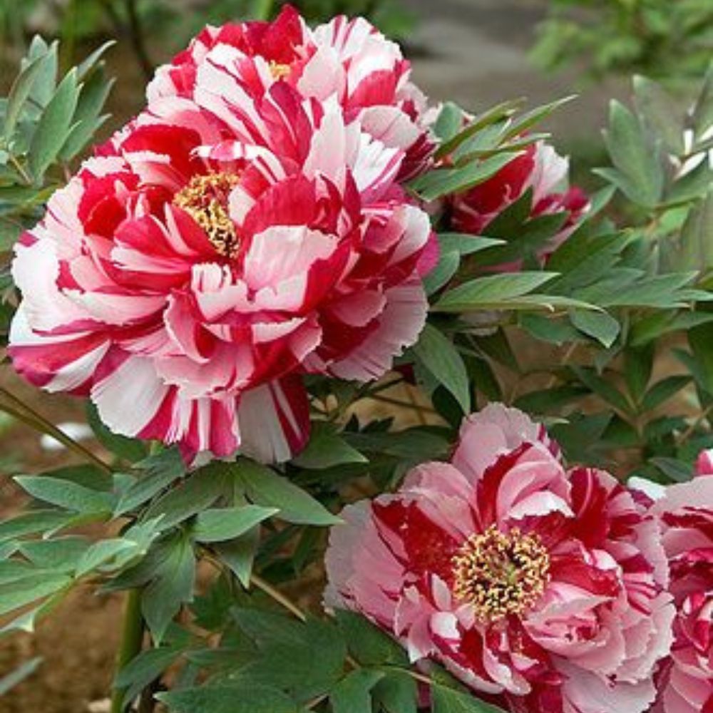 Kétszínű fás bazsarózsa (Paeonia suffruticosa), dísznövény rózsaszín és fehér virágokkal, látványos virágzás és finom illat