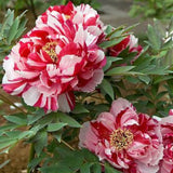 Kétszínű fás bazsarózsa (Paeonia suffruticosa), dísznövény rózsaszín és fehér virágokkal, látványos virágzás és finom illat