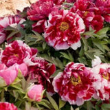 Kétszínű fás bazsarózsa (Paeonia suffruticosa), dísznövény rózsaszín és fehér virágokkal, látványos virágzás és finom illat