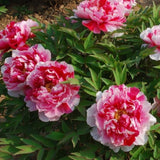 Kétszínű fás bazsarózsa (Paeonia suffruticosa), dísznövény rózsaszín és fehér virágokkal, látványos virágzás és finom illat