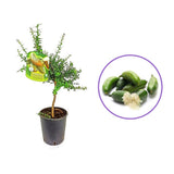 Kaviar citrom (Citrus australasica) – gyöngyös pulpájú egzotikus gyümölcs, örökzöld, teraszra – 40/50 cm