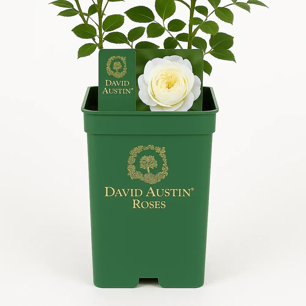 David Austin rózsa 'Claire Austin' – krémfehér, intenzíven illatos, ismétlődő virágzású angol rózsa