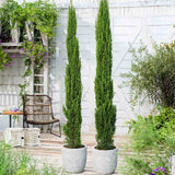 Olasz ciprus ‘Agrimed’, oszlopos mediterrán tűlevelű, örökzöld, szárazságtűrő és mérsékelten fagytűrő, dézsába, sétányok mellé, kapuhoz, mediterrán hangulathoz