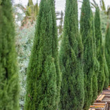 Ciprus 'Bolgheri' – karcsú mediterrán oszlopos örökzöld tűlevelű