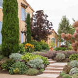Ciprus 'Bolgheri' – karcsú mediterrán oszlopos örökzöld tűlevelű
