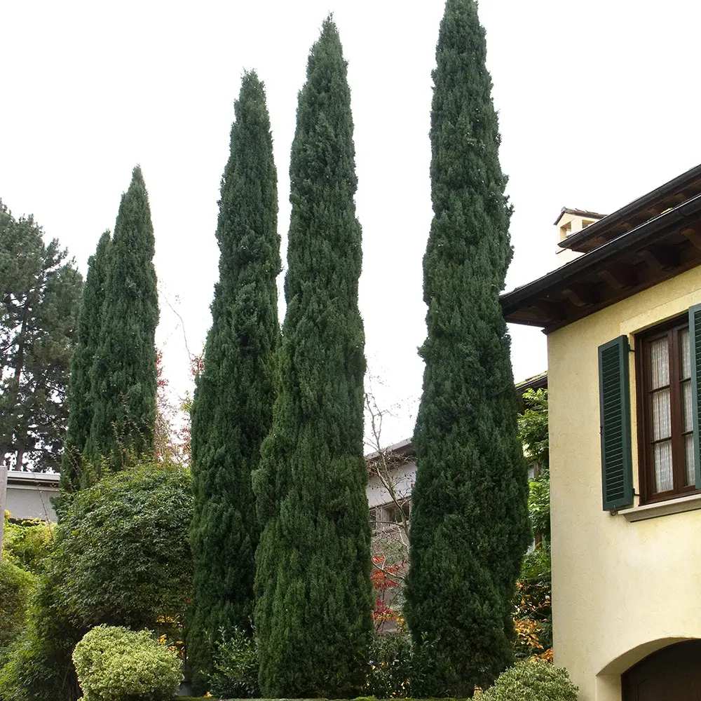 Ciprus 'Bolgheri' – karcsú mediterrán oszlopos örökzöld tűlevelű