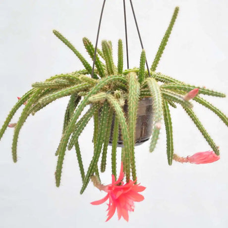 Cactus Aporocactus Martianus, 20 cm, frumusete exotica cu tulpini curgatoare spectaculoase