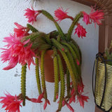 Cactus Aporocactus Martianus, 20 cm, frumusete exotica cu tulpini curgatoare spectaculoase