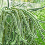 Cactus Aporocactus Martianus, 20 cm, frumusete exotica cu tulpini curgatoare spectaculoase
