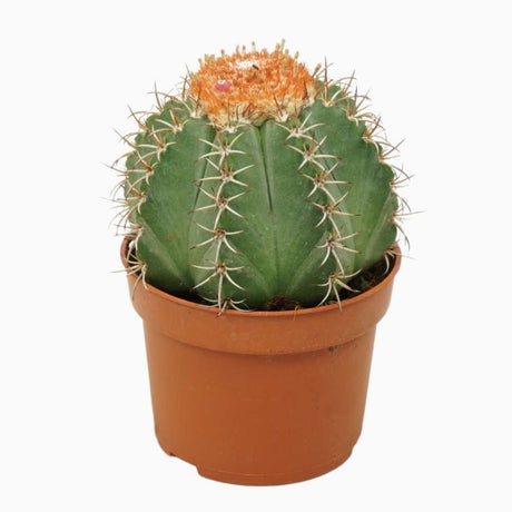 Cactus Melocactus, planta de interior exotica, decor spectaculos, ingrijire usoara