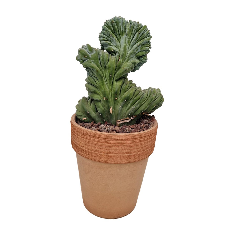Kaktusz Myrtillocactus geometrizans f. crestata – szobrászi kék dísznövény