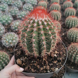 Cactus Melocactus Broadwayii,  25 cm