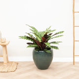 Imádkozó növény – Calathea Insignis (Lancifolia), egzotikus mintás, lila fonákú levelekkel – 100 cm