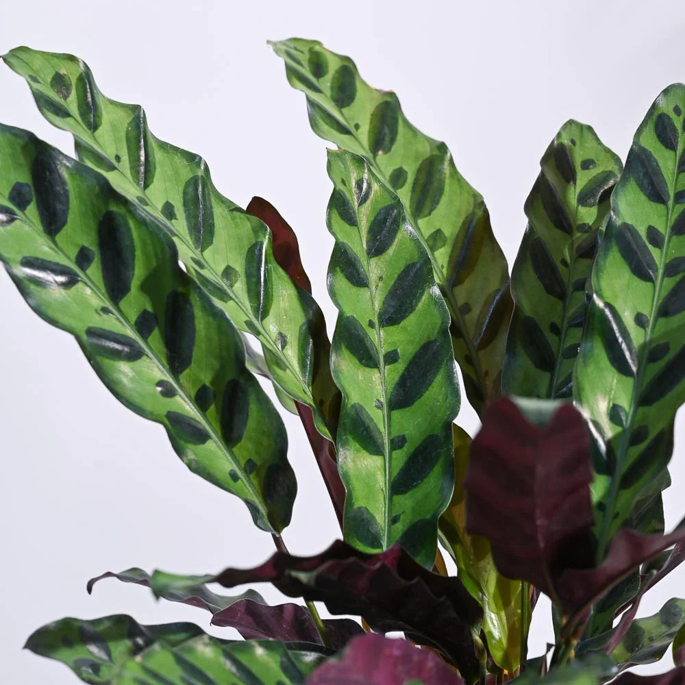 Imádkozó növény – Calathea Insignis (Lancifolia), egzotikus mintás, lila fonákú levelekkel – 100 cm