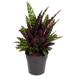 Imádkozó növény – Calathea Insignis (Lancifolia), egzotikus mintás, lila fonákú levelekkel – 100 cm