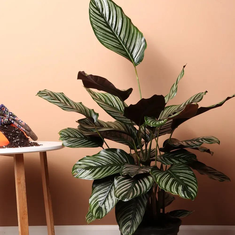 Planta Care Se Roaga (Calathea Ornata), 90 cm, planta de interior tropicala cu frunze verzi si dungi roz, dos mov