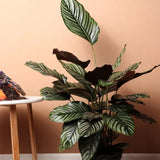 Planta Care Se Roaga (Calathea Ornata), 90 cm, planta de interior tropicala cu frunze verzi si dungi roz, dos mov