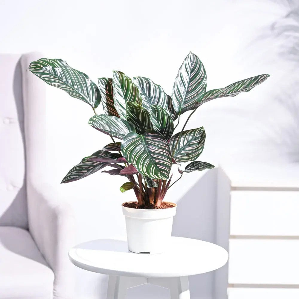 Planta Care Se Roaga (Calathea Ornata), 90 cm, planta de interior tropicala cu frunze verzi si dungi roz, dos mov