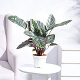 Planta Care Se Roaga (Calathea Ornata), 90 cm, planta de interior tropicala cu frunze verzi si dungi roz, dos mov
