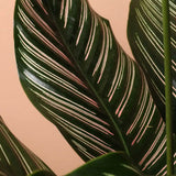 Planta Care Se Roaga (Calathea Ornata), 90 cm, planta de interior tropicala cu frunze verzi si dungi roz, dos mov