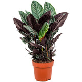 Planta Care Se Roaga (Calathea Ornata), 90 cm, planta de interior tropicala cu frunze verzi si dungi roz, dos mov