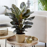 Planta Care Se Roaga (Calathea Ornata), 90 cm, planta de interior tropicala cu frunze verzi si dungi roz, dos mov