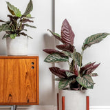 Planta Care Se Roaga (Calathea Ornata), 90 cm, planta de interior tropicala cu frunze verzi si dungi roz, dos mov