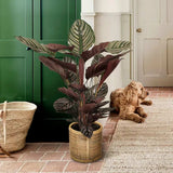 Planta Care Se Roaga (Calathea Ornata), 90 cm, planta de interior tropicala cu frunze verzi si dungi roz, dos mov