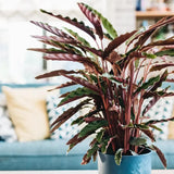 Planta Care Se Roaga, Calathea Rufibarba, 100 cm, cu frunze catifelate, de interior