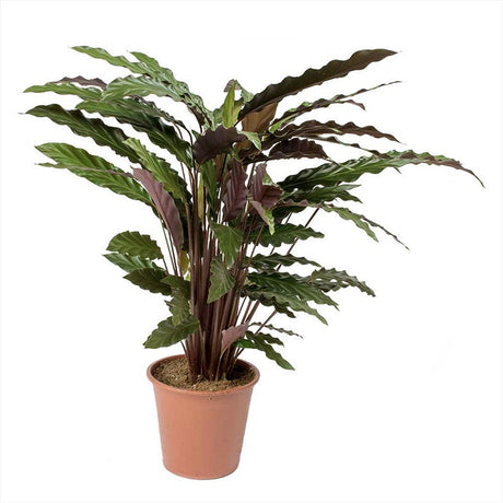 Planta Care Se Roaga, Calathea Rufibarba, 100 cm, cu frunze catifelate, de interior