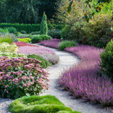 Calluna (Iarba Neagra) Aphrodite