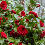 Trandafir Japonez Camellia Black Lace, cu flori rosii-inchis