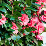 Trandafir Japonez Camellia Principessa Baciocchi, cu flori rosi intens