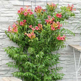 Trompeta Cataratoare (Campsis) Luleaua turcului Pink Panther, planta cataratoare cu flori roz, crestere rapida