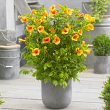 Trompeta Cataratoare (Campsis) Luleaua turcului Golden Trumpet, planta cataratoare cu flori galbene, crestere rapida