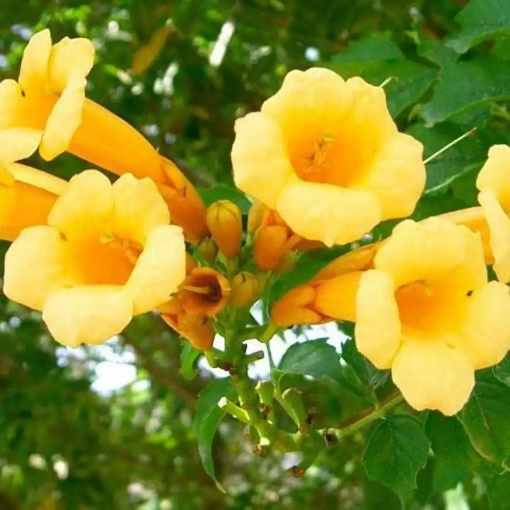 Trompeta Cataratoare (Campsis) Luleaua turcului Golden Trumpet, planta cataratoare cu flori galbene, crestere rapida
