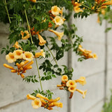 Trompeta Cataratoare (Campsis) Luleaua turcului Golden Trumpet, planta cataratoare cu flori galbene, crestere rapida