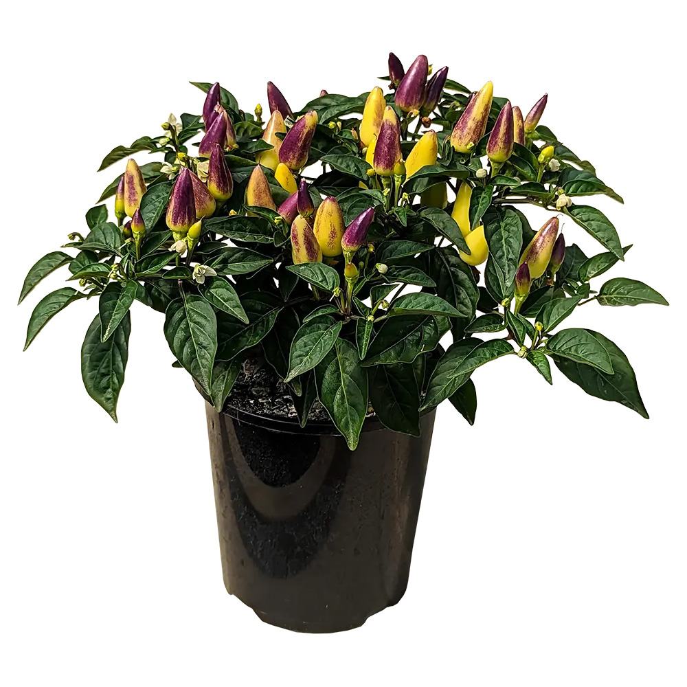 Ardei decorativ Capsicum annuum 'Acapulco', planta ornamentala cu fructe colorate, decor de vara si toamna