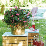 Capsuni curgatori Delizz compacti si remontanti (Fragaria Ananassa), ideali pentru jardiniere si ghivece an 1 pe rod
