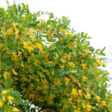 Salcam Galben Plangator Siberian (Caragana arborescens Pendula), cu flori galbene