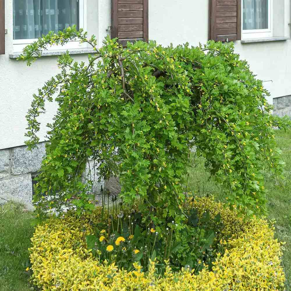 Salcam Galben Plangator Siberian (Caragana arborescens Pendula), cu flori galbene