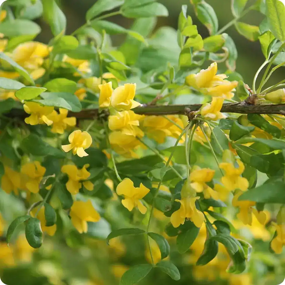 Salcam Galben Plangator Siberian (Caragana arborescens Pendula), cu flori galbene