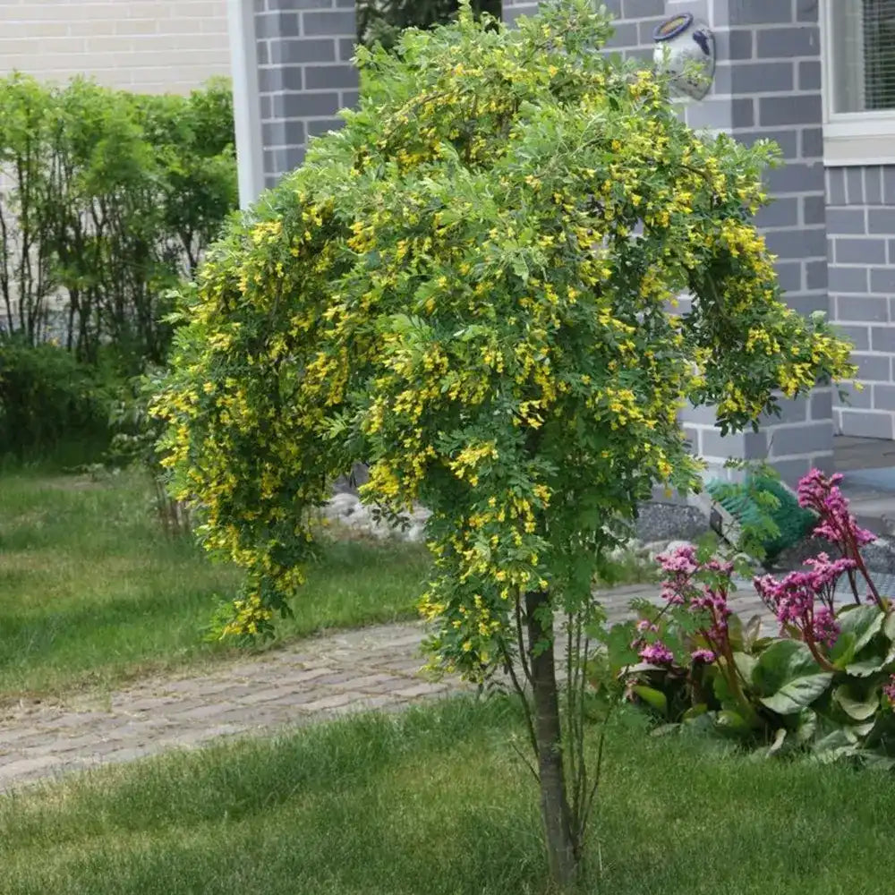 Salcam Galben Plangator Siberian (Caragana arborescens Pendula), cu flori galbene