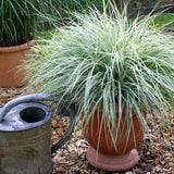 Iarba Ornamentala Carex Rogoz Everest