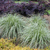 Iarba Ornamentala Carex Rogoz Everest