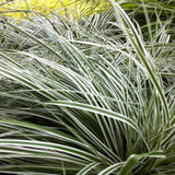 Iarba Ornamentala Carex Rogoz Everest