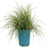 Iarba Ornamentala Carex Rogoz Everest